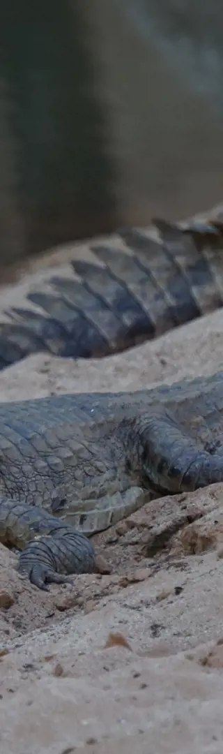 Krokodile der Windjana Gorge
